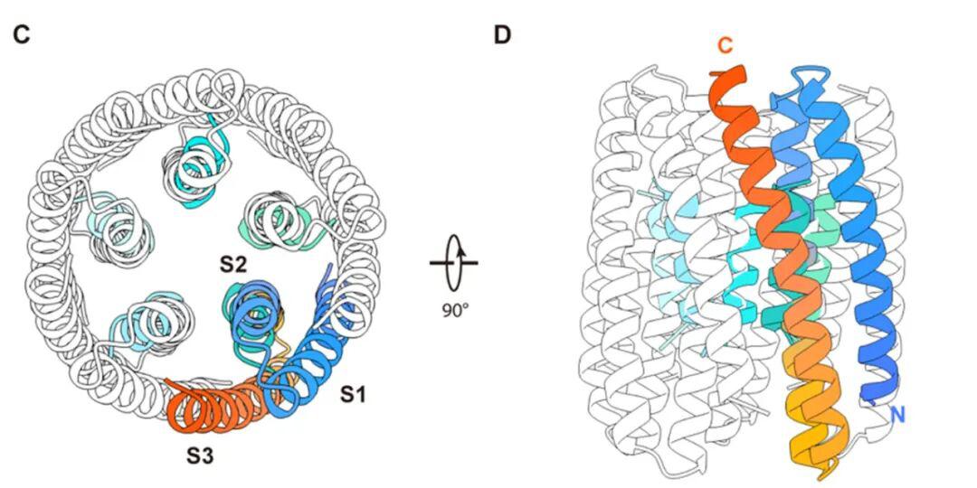 两项世界首次：我国科学家从零设计“人工神经开关”，成果登上《细胞》